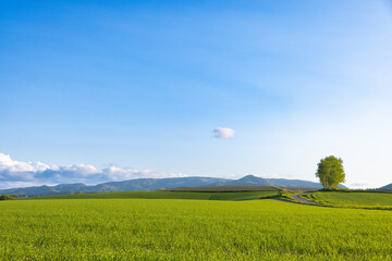 北海道美瑛2025春-五稜からの風景-02
