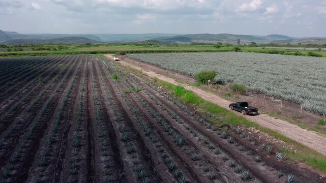 Aerial drone view of agave plantation rows beside a dirt road with a pickup truck, rural farmland stretching to distant hills under a cloudy sky.