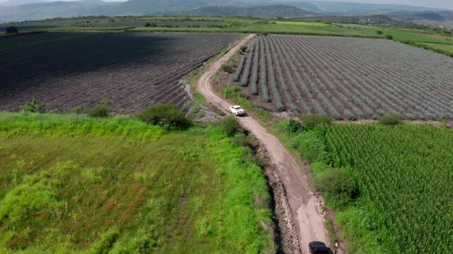 Drone aerial follows a dirt road between green crop rows as pickup trucks drive through rural farmland with mountains on the horizon, perfect for agriculture and transport visuals.