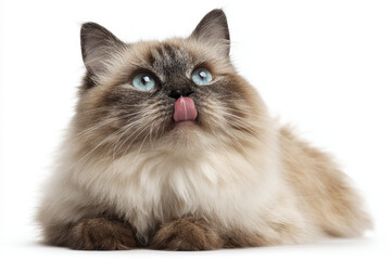 Fototapeta premium Fluffy cat blue eye tongue out long hair white background cute pet domestic cat furry animal playful whisker soft fur indoor studio young cat