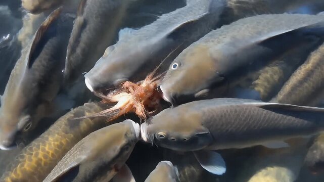 Several fish are eating a small octopus underwater