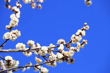 青空と白梅