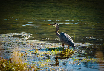 Heron on the lake looking for fish