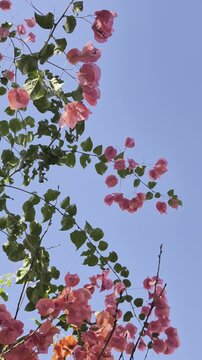 Primer plano de una flor de buganvilia roja, hojas verdes y un fondo borroso