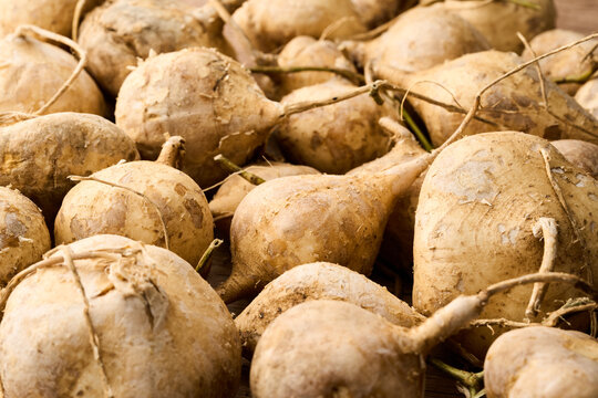 closeup macro pile of jicama or yam bean on wood table background    