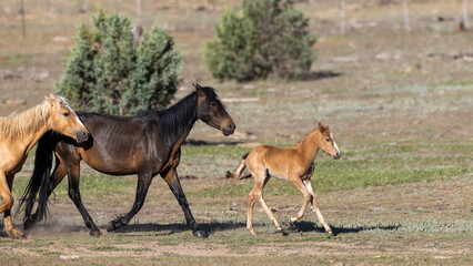 Chestnut wild horse baby colt running in front of his herd of wild horses in the White Mountains near Heber Arizona United States