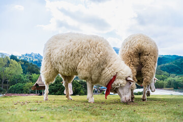 Obraz premium White sheep with thick wool grazing on green grass in a field wi