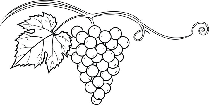 Grapes vine line art vector illustration with detailed leaves and fruit cluster, elegant botanical outline design for wine, vineyard, agriculture, and vintage decor projects