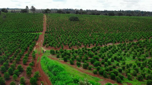 Tree Rows Separated By Path, Aerial Image Illustrating Structured Plantings And Access Routes. Media