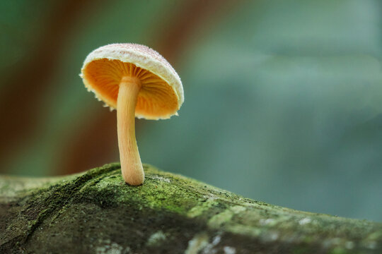 Bright yellow gills and a brown mushroom, growing on decaying wood
