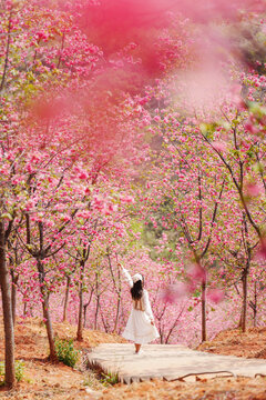 Young female tourist enjoy traveling in Cherry Blossom Valley, the famous tourist destination in Yunnan Province, China