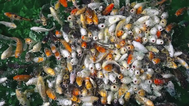 Large group of hungry ornamental koi carp with open mouths swimming in a crowded frenzy during feeding time, frantically competing for food scattered on the emerald green water surface