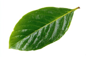 Obraz premium Close-up of a vibrant green leaf, displaying prominent veins