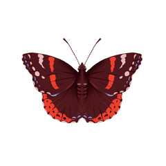 Fototapeta premium drawing red admiral butterfly , Vanessa atalanta, insect isolated at white background, natural element, hand drawn illustration