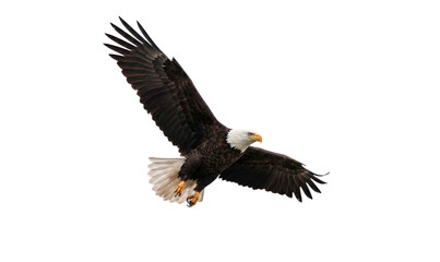 Fototapeta premium Majestic American bald eagle flying isolated on white background, png