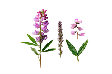 Fototapeta premium Assortment of vibrant pink and purple lupine flowers, with lush green foliage, against black background