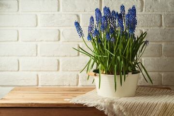 Spring muscari flowers in bucket on wooden table over brick wall background