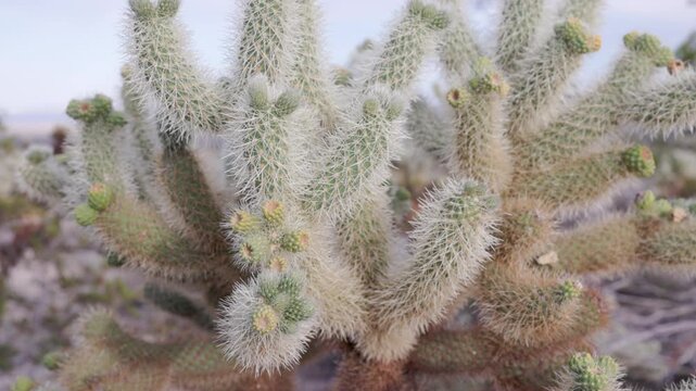a close shot of flower buds on a cholla cactus growing at joshua tree national park on a spring afternoon in california, usa