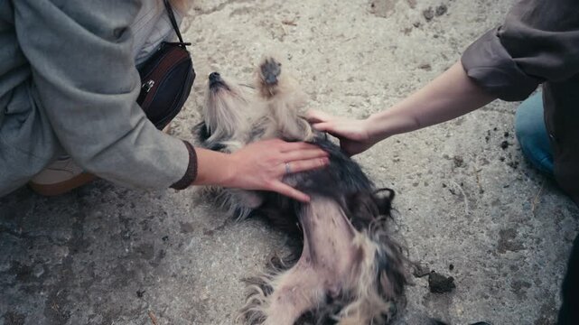 A playful little dog lies on its back while two women pet its belly, capturing a sweet and joyful moment of affection.