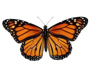 Naklejka premium Beautiful monarch butterfly with orange wings isolated on transparent background