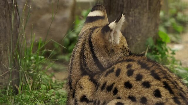 Backshot of a Serval cat sitting down