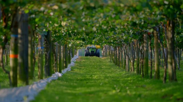 Tractor under vines spreading fertiliser on kiwi fruit trees. Lush New Zealand orchard. Kiwi Fruit. grapes.