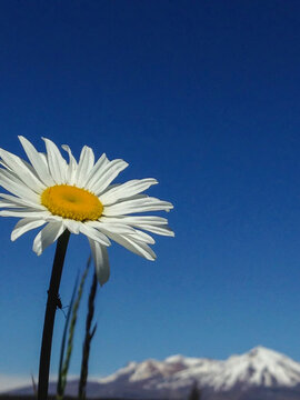 White daisy flower with blue sky and snow capped mountains in background