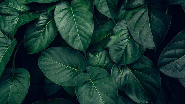 abstract tropical leaf textures on dark tone, natural green background.