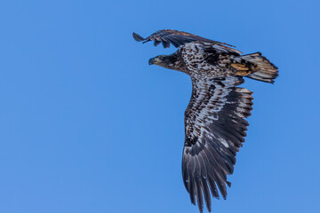 Juvenile eagle flying in the sky