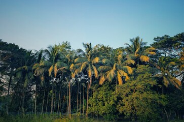 Obraz premium palm trees in the field