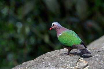 Obraz premium Common Emerald Dove is standing on a rock and looking for food.