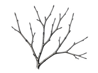 Fototapeta premium Illustration of bare tree branch with buds on white isolated on transparent background