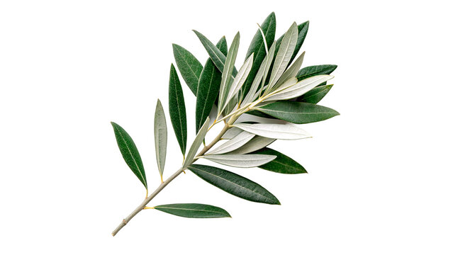 Olive branch with green and silver leaves isolated on transparent background cut out