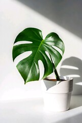 Minimal monstera deliciosa leaf in white ceramic pot on soft light background. Biophilic home decor portrait, calming wellness aesthetic 2026, copy space.