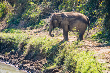 Obraz premium Asian elephant standing near a riverbank in a forested area with sunlight filtering through the trees