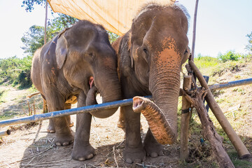 Fototapeta premium Two Asian elephants standing under shade in an outdoor enclosure reaching out with their trunks in a natural setting