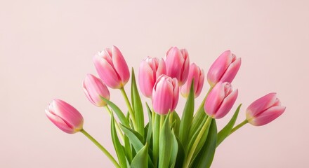 Fototapeta premium Pink Tulips Blooming, Soft Background