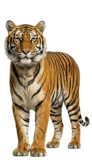 Obraz premium A majestic Bengal tiger stands against a transparent background.
