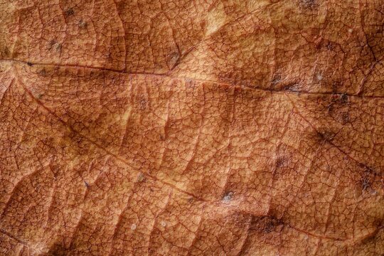 Macro photography of dry leaf as digital minimalism and eco branding texture field of view 15 mm macro background for design and marketing