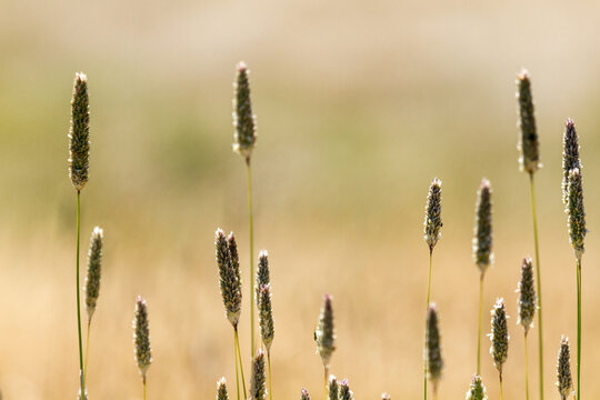 Grass seed heads close up with blurred golden grass in background