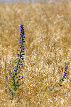 Purple flowers rising above golden grass.