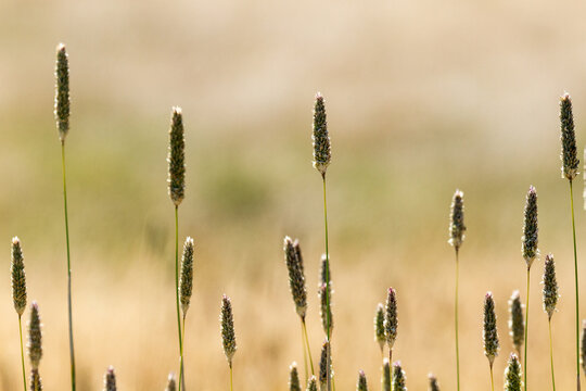 Grass seed heads close up with blurred golden grass in background