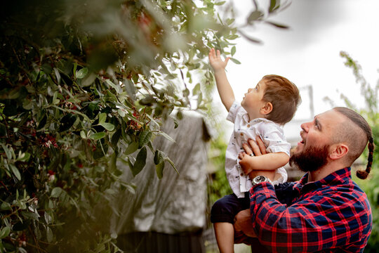 Father in red checkered shirt lifting toddler son up towards the tree