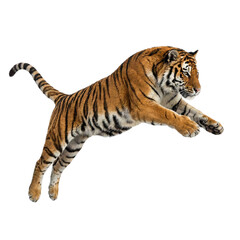 Fototapeta premium A powerful Siberian tiger leaps dynamically against a plain transparent background.