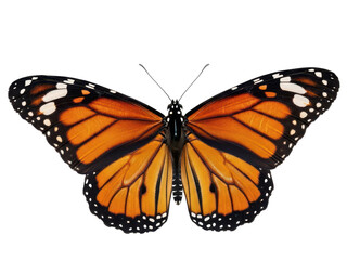 Fototapeta premium Monarch butterfly with orange wings and black veins on transparent background