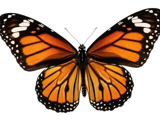 Fototapeta premium Monarch butterfly with orange and black wings isolated on white isolated on transparent background