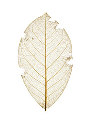 Obraz premium Dried gold skeleton leaf isolated. Transparent vein texture.