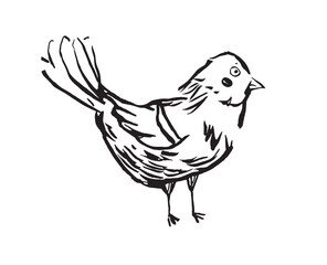 Obraz premium Vector illustration of a bird. Ink sketch of a bird.
