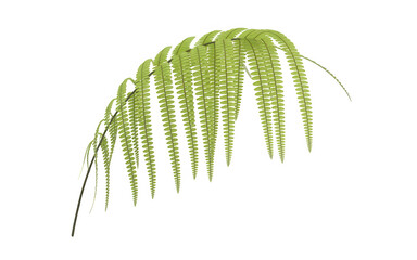 Naklejka premium Green fern leaf isolated on transparent background