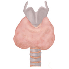 Enlarged thyroid gland anatomy